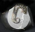 Heteromorph (Acrioceras) Ammonite - Russia #31371-1